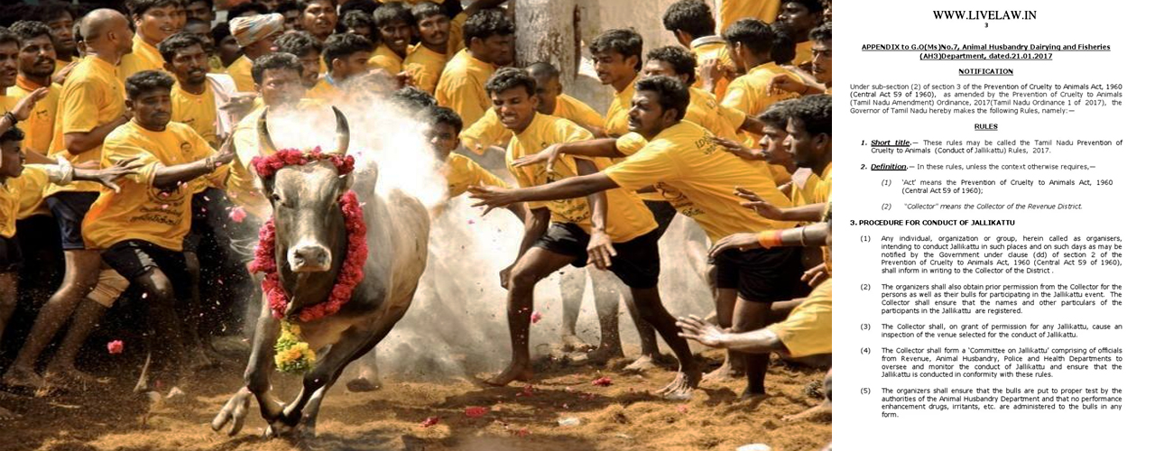 jallikattu.jpg